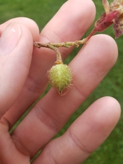 Aesculus hippocastanum