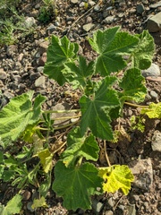 Alcea rugosa