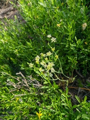 Pimpinella tragium