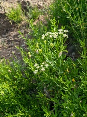 Pimpinella tragium