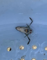 Notonecta lunata