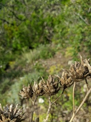 Centaurea salonitana