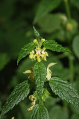 Lamium galeobdolon flavidum