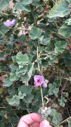 Chaparral Mallow
