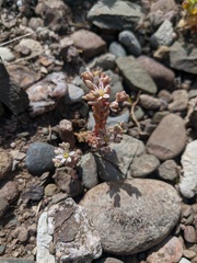 Sedum hispanicum