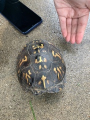 Terrapene carolina