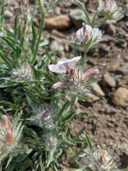 Convolvulus calvertii