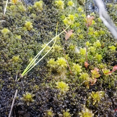 Sphagnum pylaesii