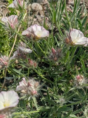 Convolvulus calvertii