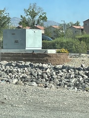 Columba livia domestica