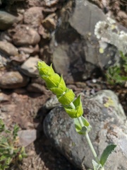 Sideritis catillaris