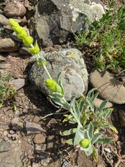 Sideritis catillaris
