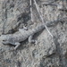 Rock Geckos - Photo (c) eteu, some rights reserved (CC BY-NC-SA), uploaded by Ateah Alfakih