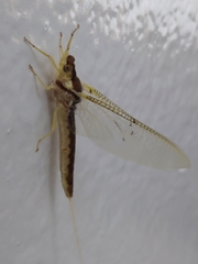 Pentagenia vittigera