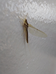 Pentagenia vittigera