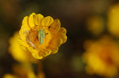 Thiomiris sulphureus