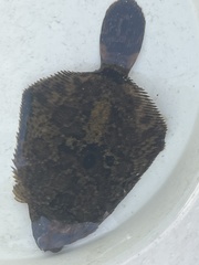 Pleuronichthys coenosus