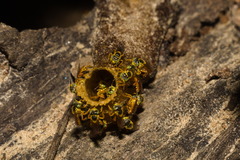 Tetragonisca fiebrigi