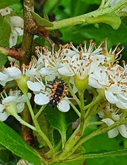 Harmonia axyridis