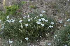 Convolvulus holosericeus