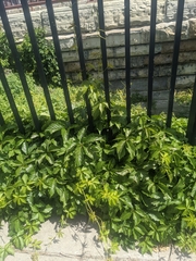 Parthenocissus quinquefolia