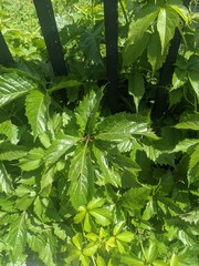 Parthenocissus quinquefolia