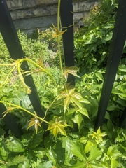 Parthenocissus quinquefolia
