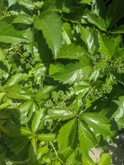Parthenocissus quinquefolia