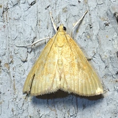 Glaphyriinae