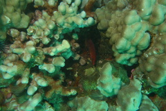 Pseudocheilinus octotaenia
