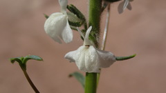 Sairocarpus coulterianus