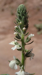 Sairocarpus coulterianus