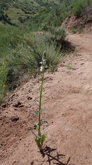 Sairocarpus coulterianus