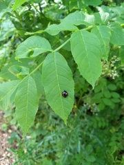 Harmonia axyridis