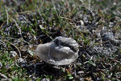 Gynaephora groenlandica
