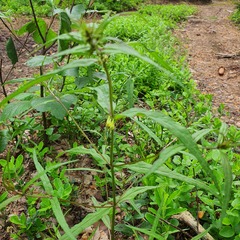 Melampyrum sylvaticum