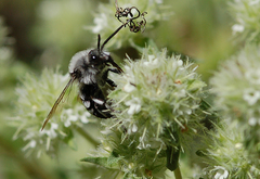 Melecta luctuosa