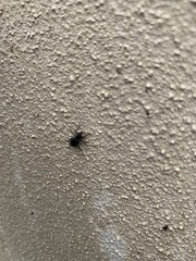 Lachnopus floridanus