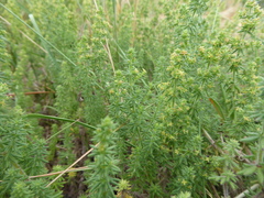 Galium maritimum