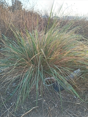 Amelichloa caudata