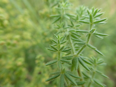 Galium maritimum