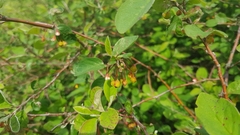 Cotoneaster alaunicus