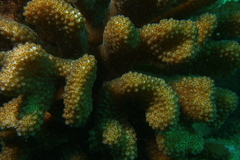 Pocillopora grandis
