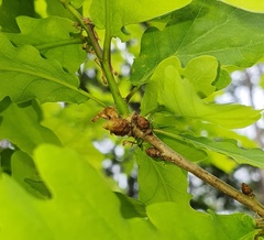 Andricus foecundatrix