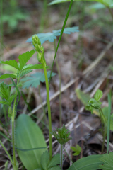 Neottia ovata