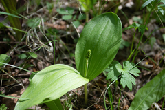 Neottia ovata