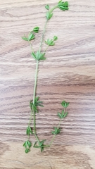 Galium asprellum