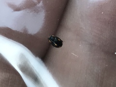 Hyperaspis quadrioculata