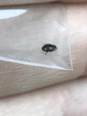 Hyperaspis quadrioculata