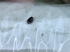 Hyperaspis quadrioculata